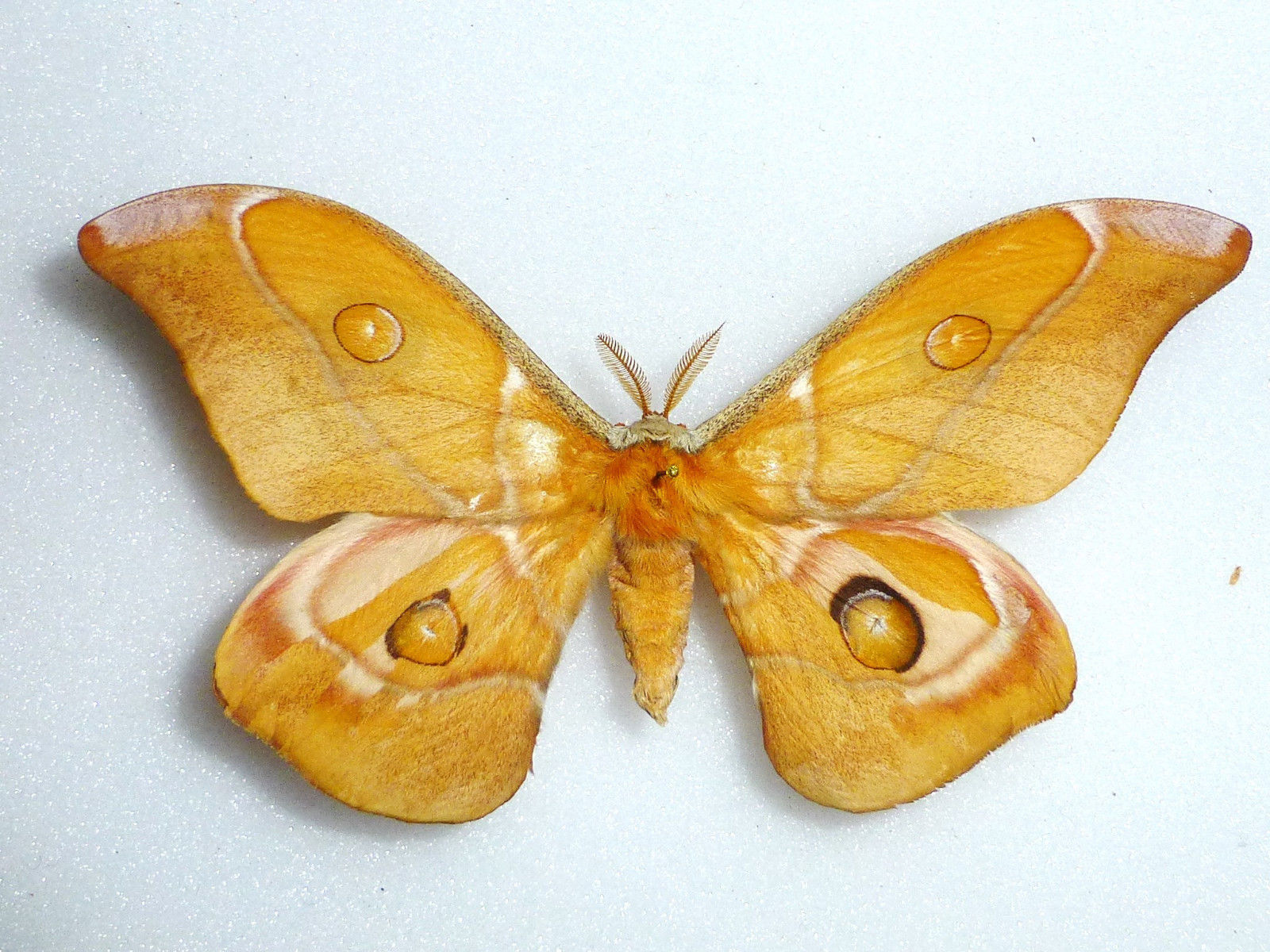 Antherina suraka (gynandromorph madagascar) (Internet Image property of respective owner, non-commercial use only)